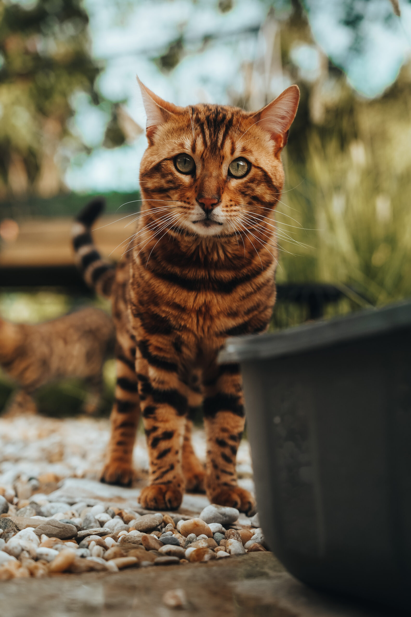 Bengal cat slovakia wild beauty-105