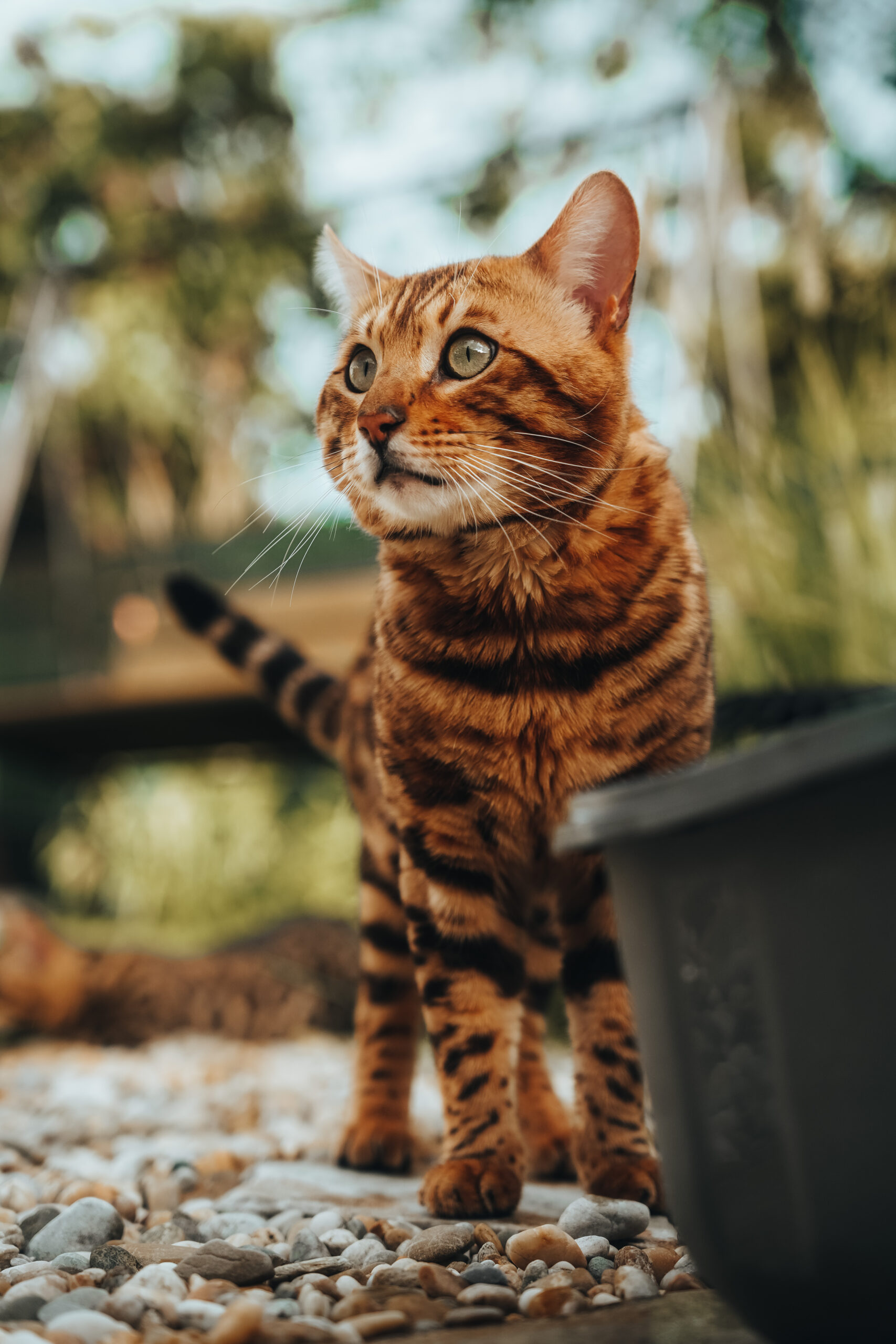Bengal cat slovakia wild beauty-106