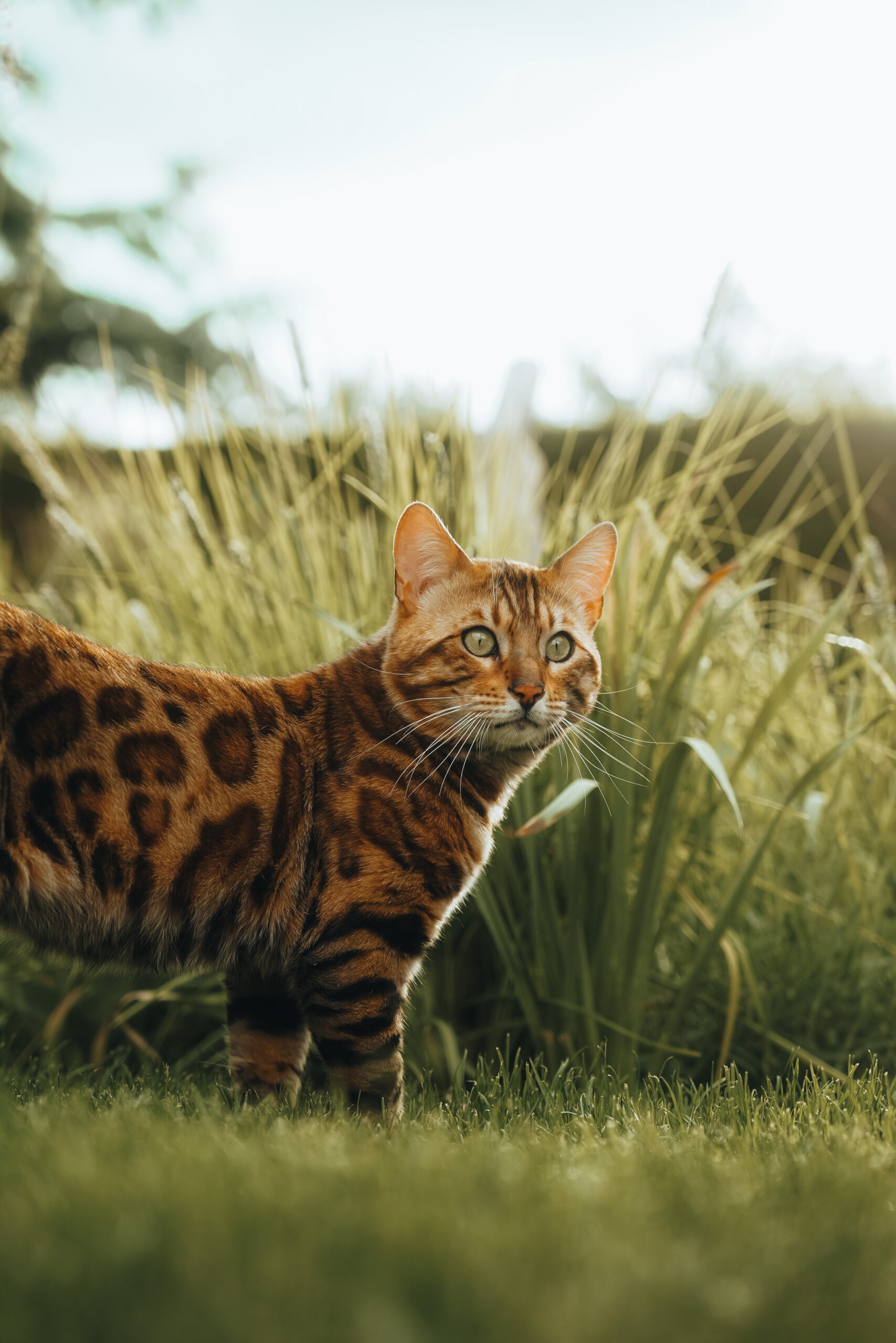 Bengal cat slovakia wild beauty-124