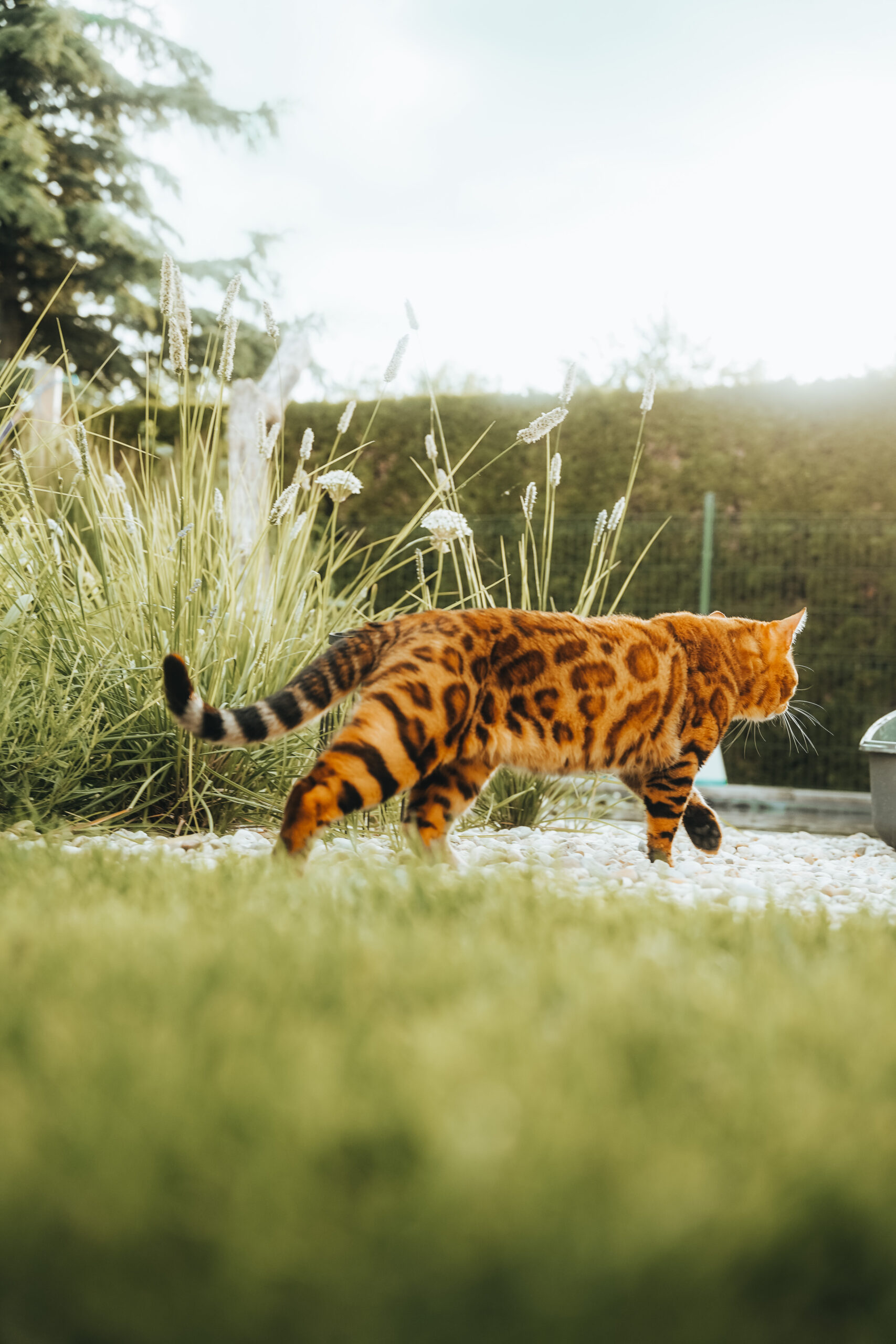 Bengal cat slovakia wild beauty-131