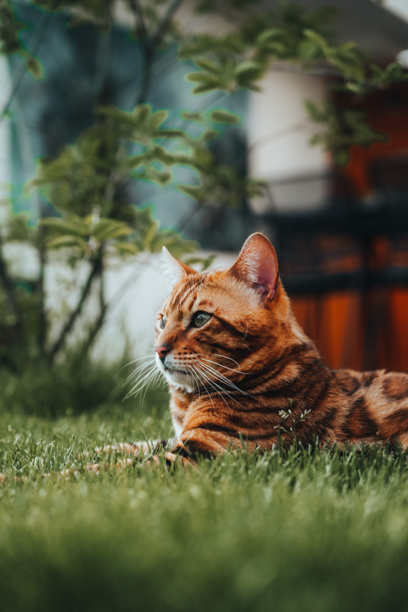 Bengal cat slovakia wild beauty-172