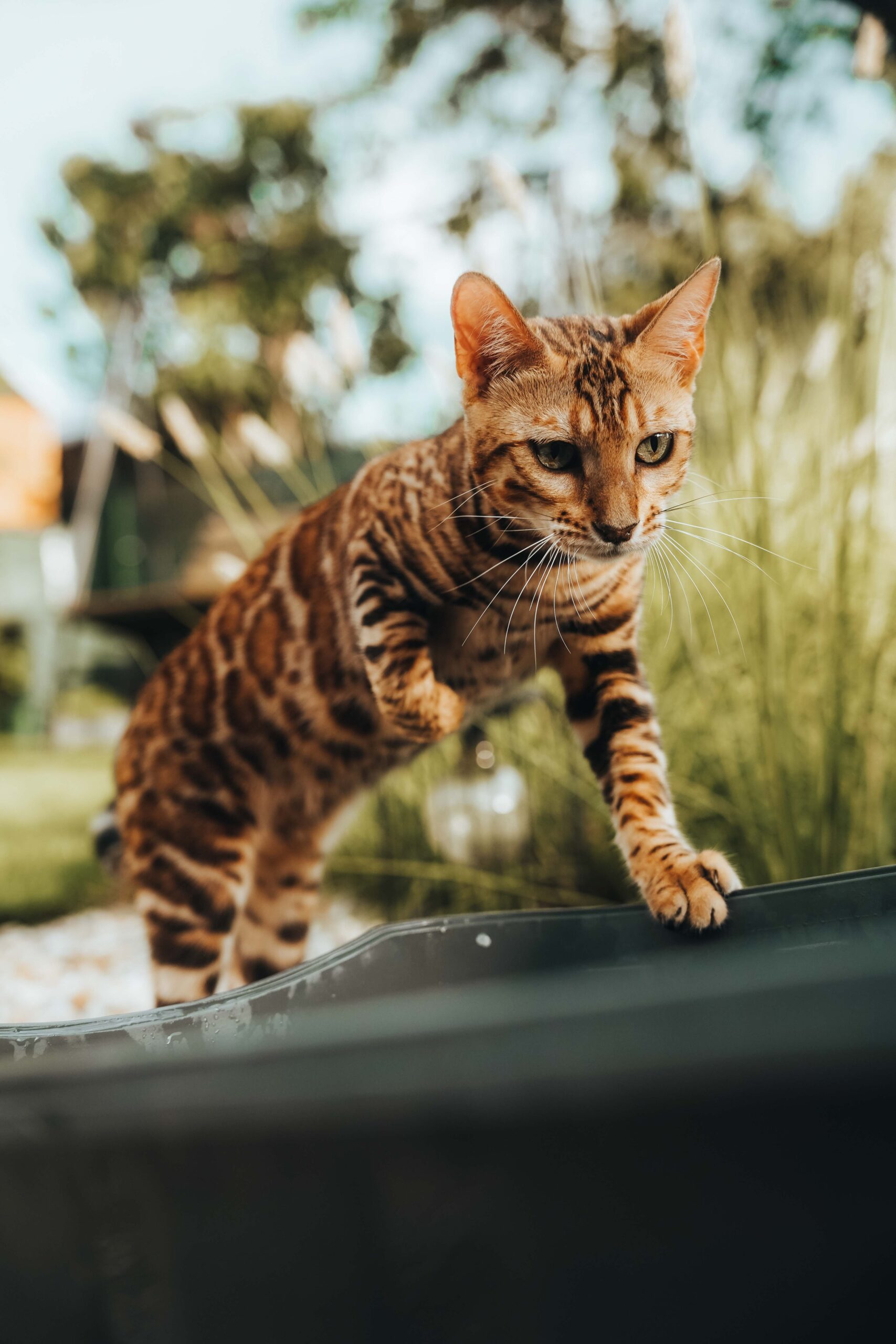 hanny-majhen-hr-wildbeauty-slovakia-bengal-cat-11