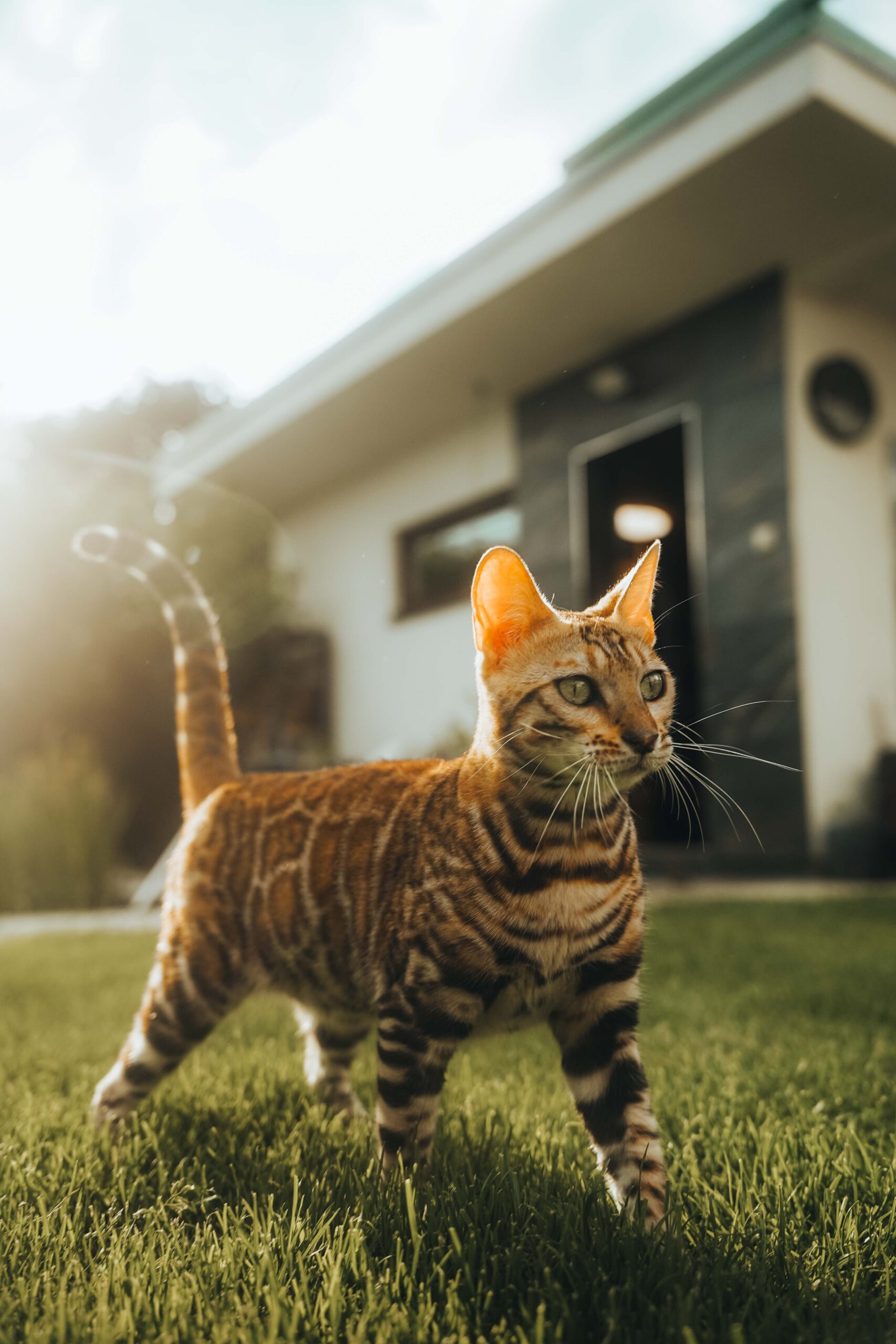 hanny-majhen-hr-wildbeauty-slovakia-bengal-cat-4