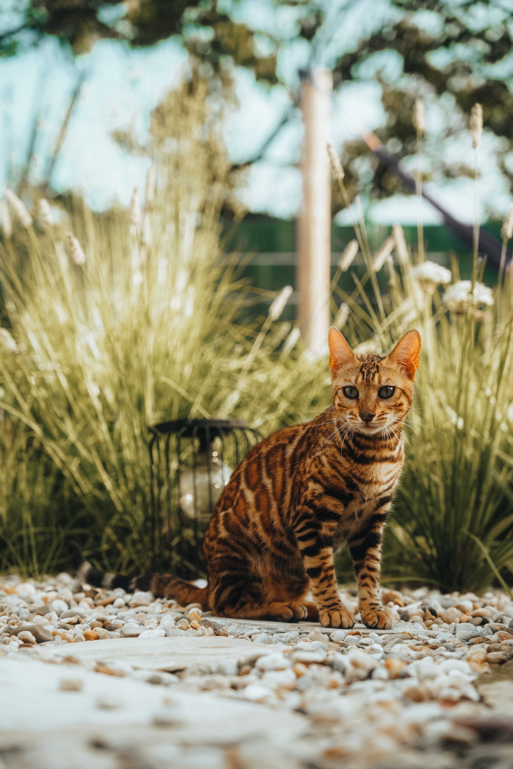 hanny-majhen-hr-wildbeauty-slovakia-bengal-cat-6