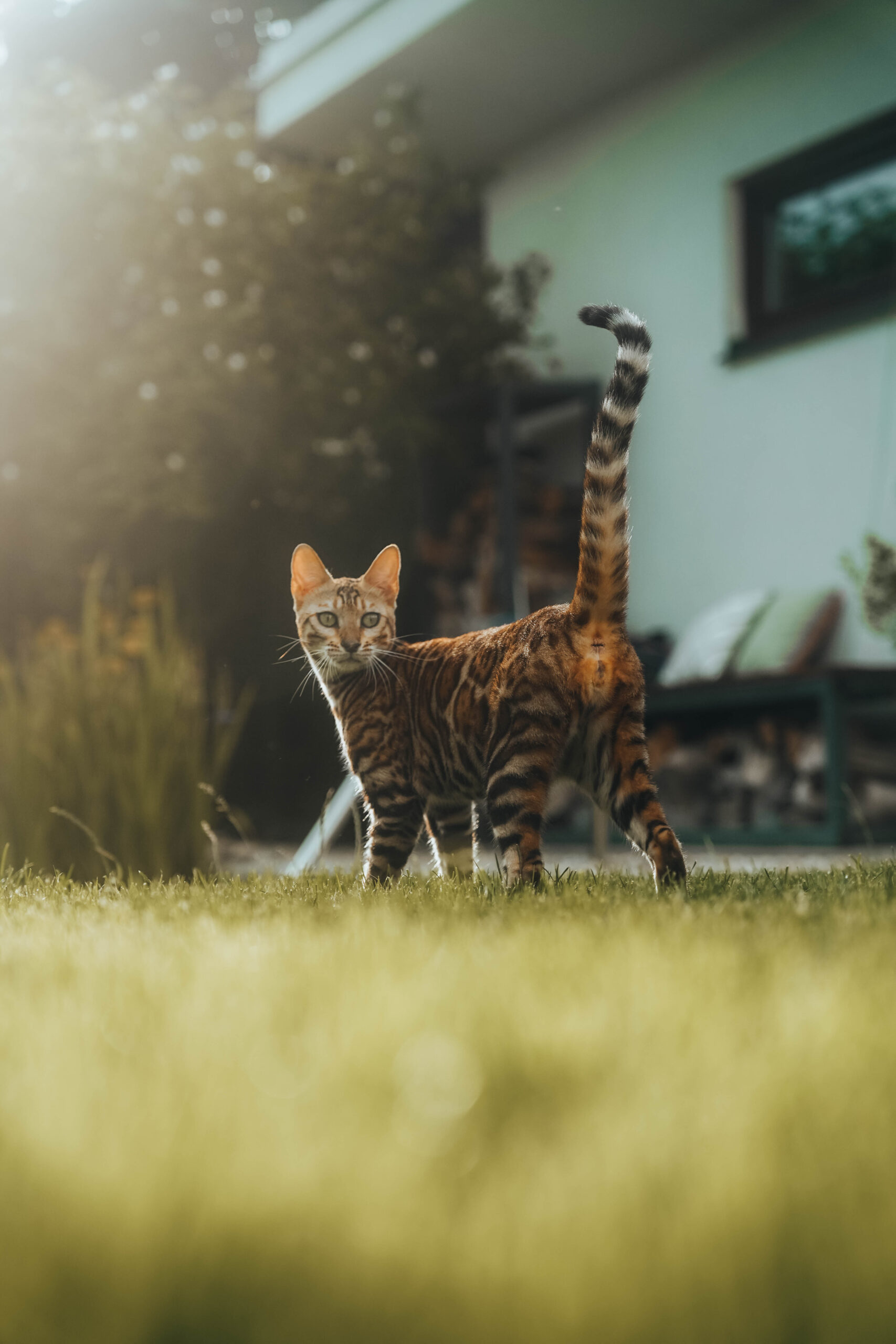 hanny-majhen-hr-wildbeauty-slovakia-bengal-cat