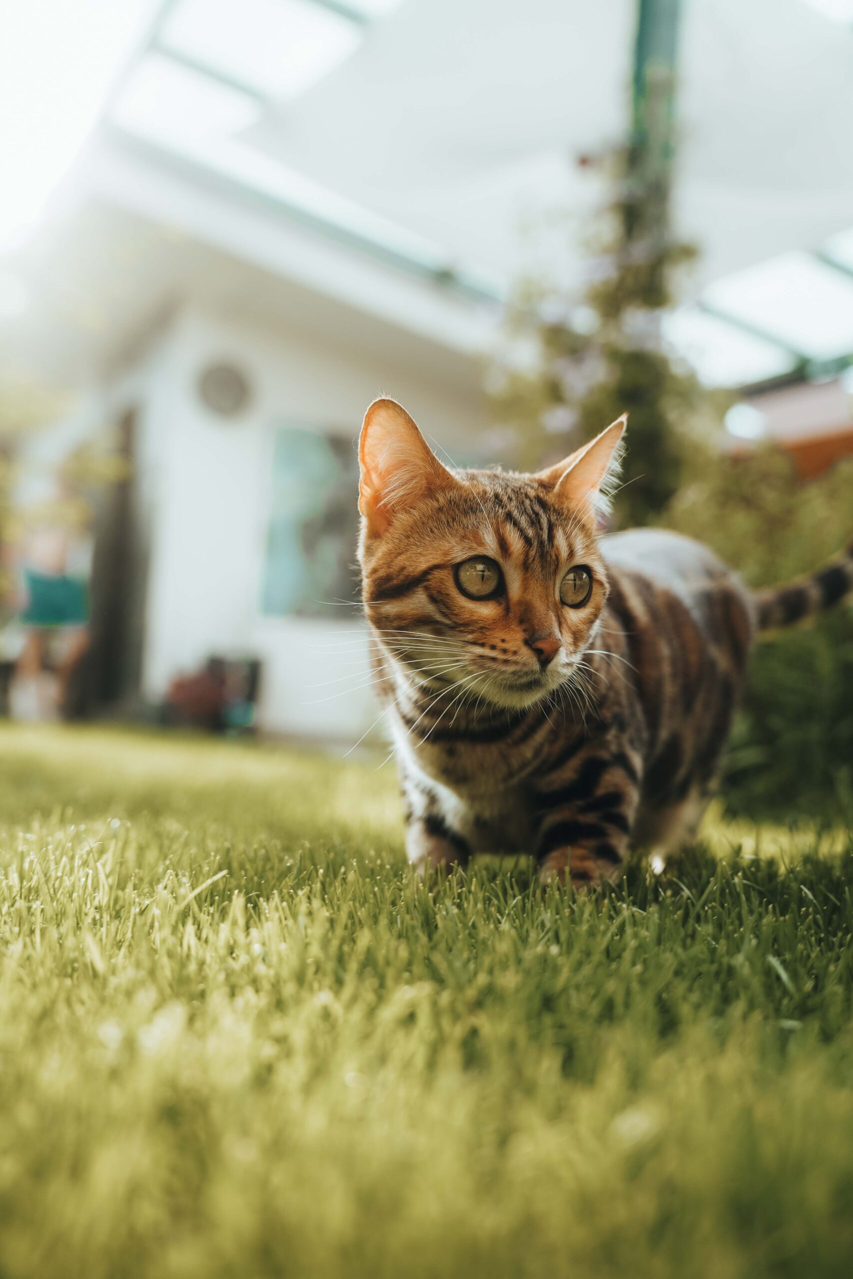 ofelie-sharon´s-dream-cz-wildbeauty-slovakia-bengal-cat-11