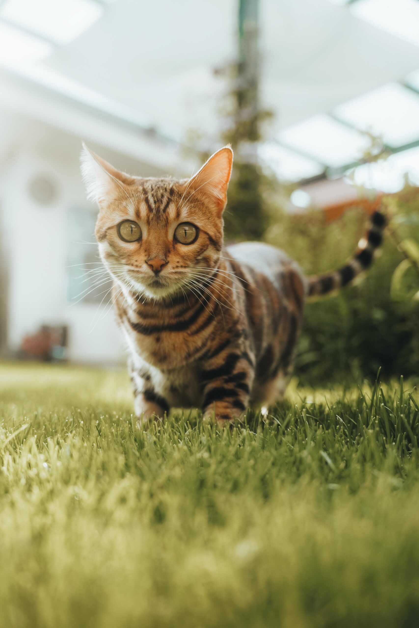 ofelie-sharon´s-dream-cz-wildbeauty-slovakia-bengal-cat-12