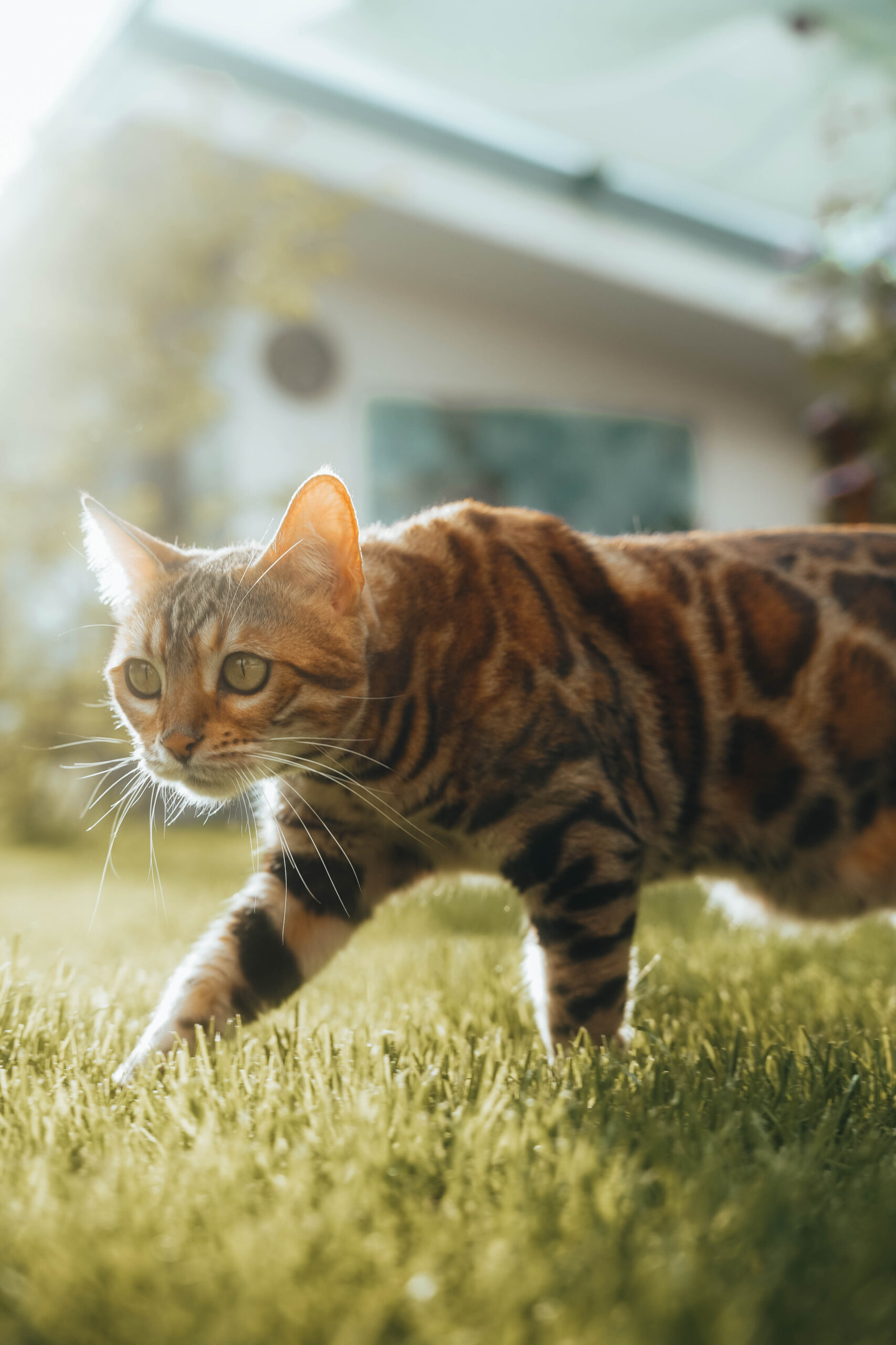 ofelie-sharon´s-dream-cz-wildbeauty-slovakia-bengal-cat-14