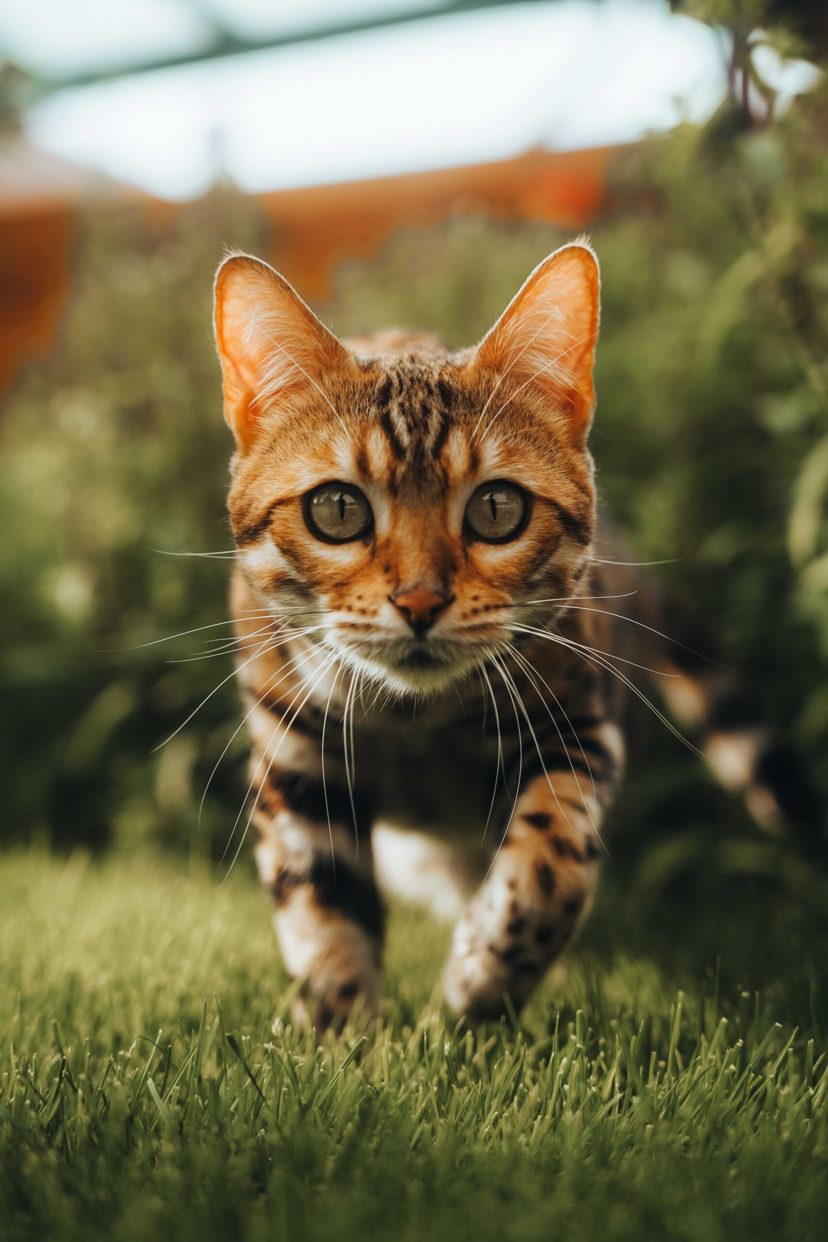 ofelie-sharon´s-dream-cz-wildbeauty-slovakia-bengal-cat-7