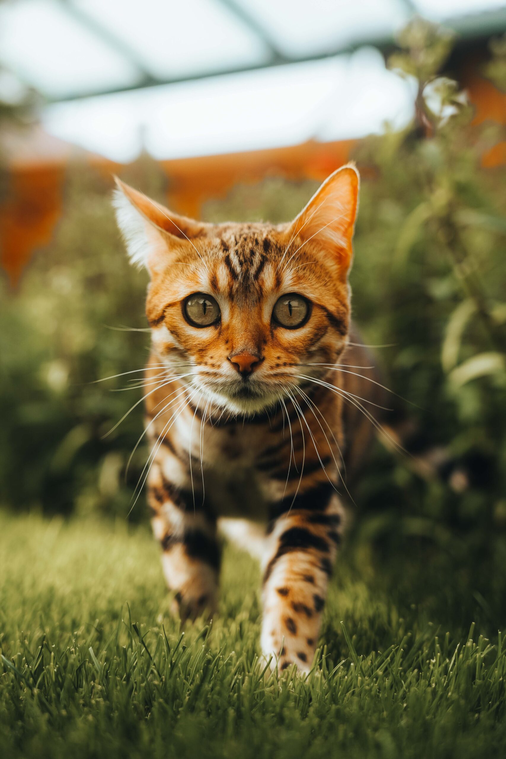 ofelie-sharon´s-dream-cz-wildbeauty-slovakia-bengal-cat-8
