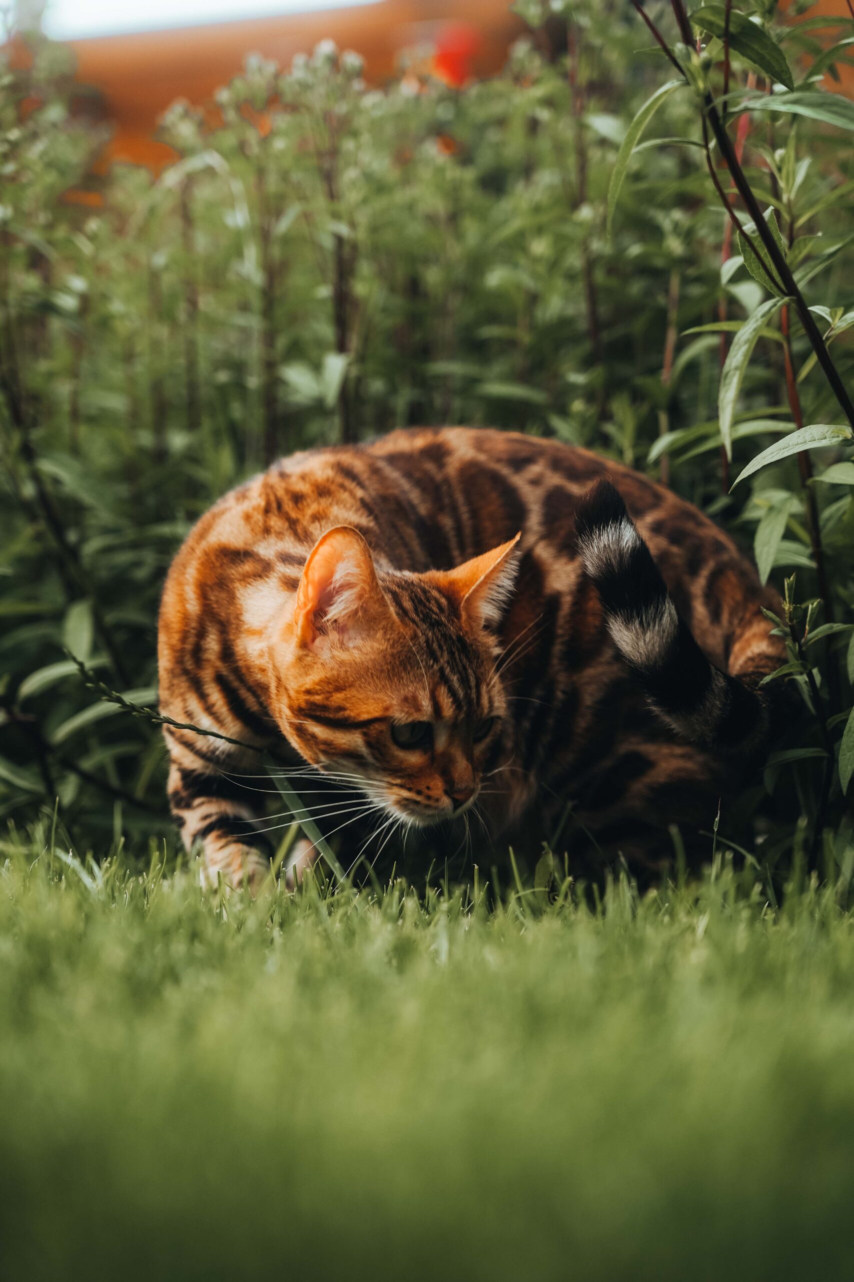 ofelie-sharon´s-dream-cz-wildbeauty-slovakia-bengal-cat
