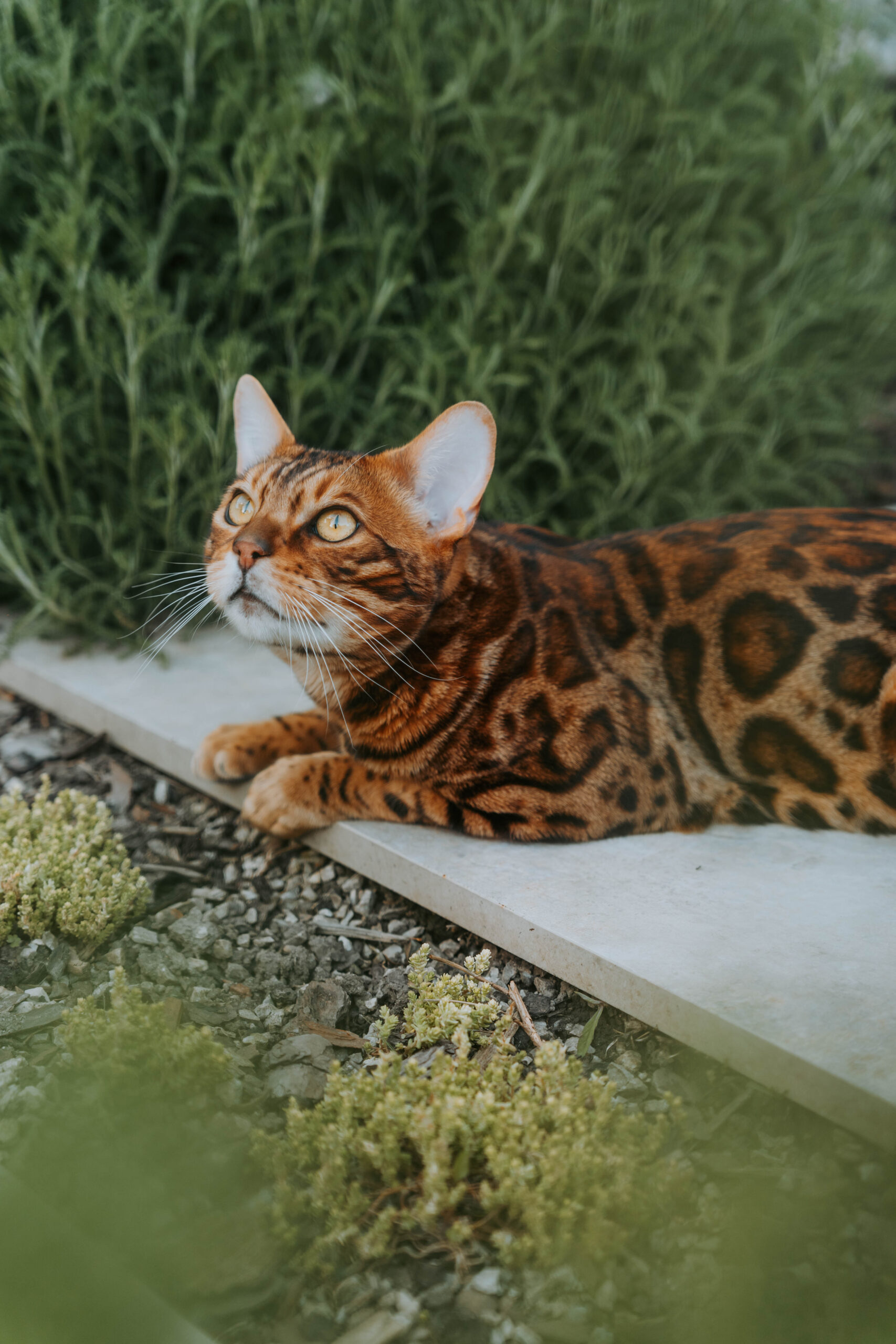 wildbeauty-bengalske-macky-chovne-macky-a-kocure-slovensko-104