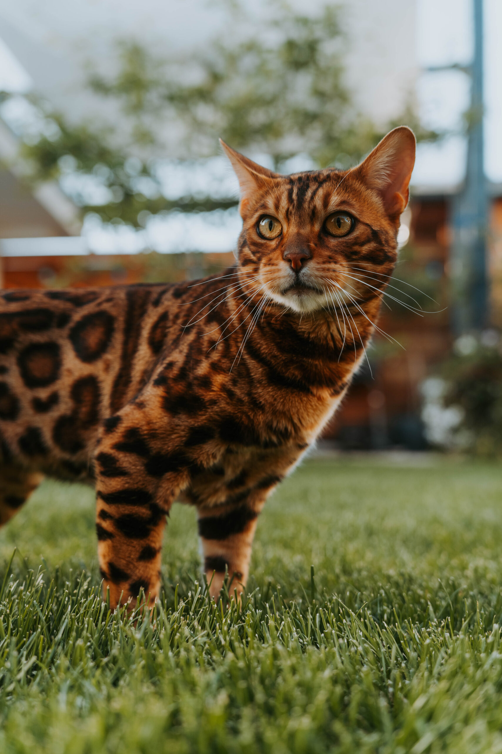 wildbeauty-bengalske-macky-chovne-macky-a-kocure-slovensko-33