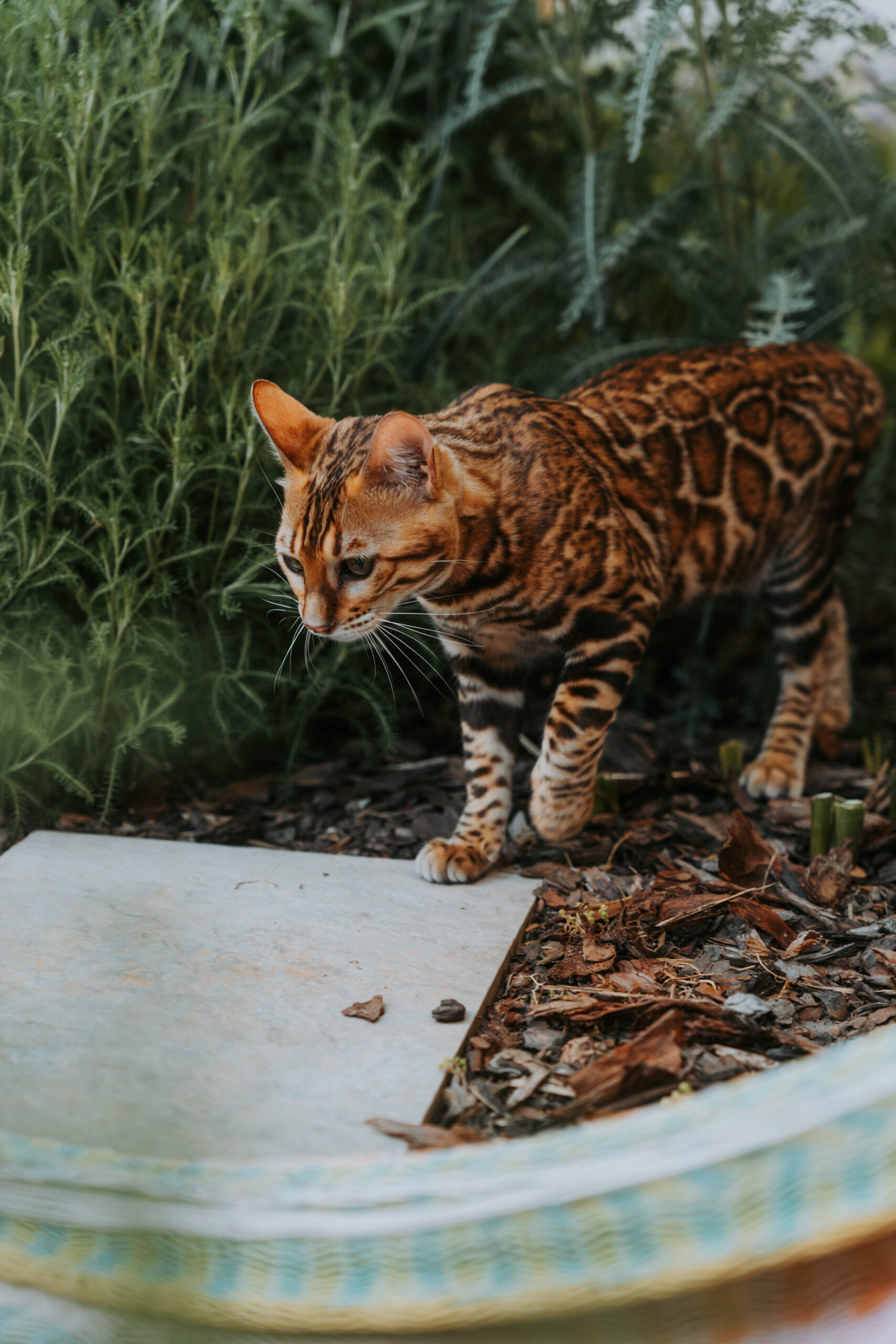 wildbeauty-bengalske-macky-chovne-macky-a-kocure-slovensko-47