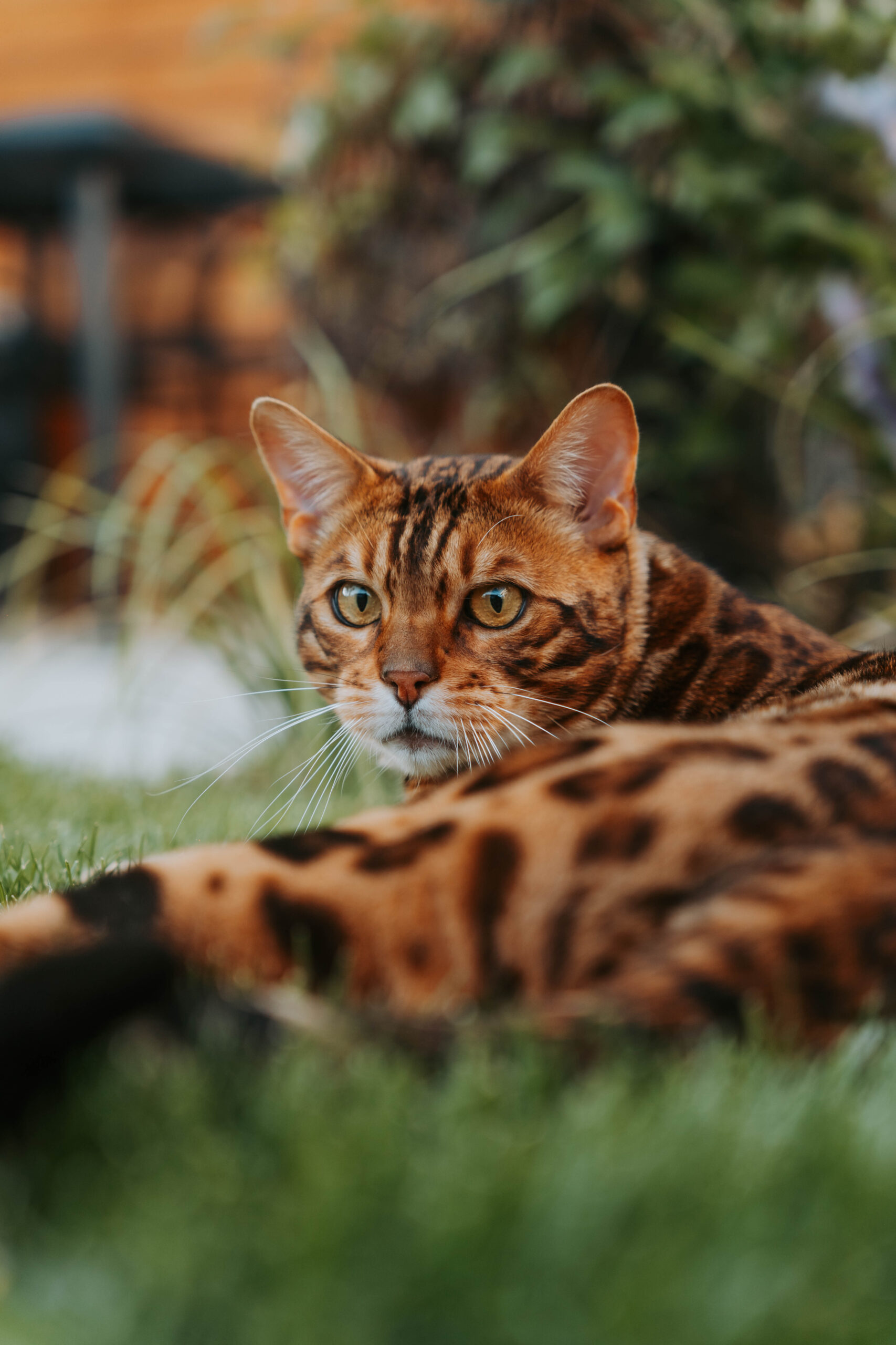 wildbeauty-bengalske-macky-chovne-macky-a-kocure-slovensko-51
