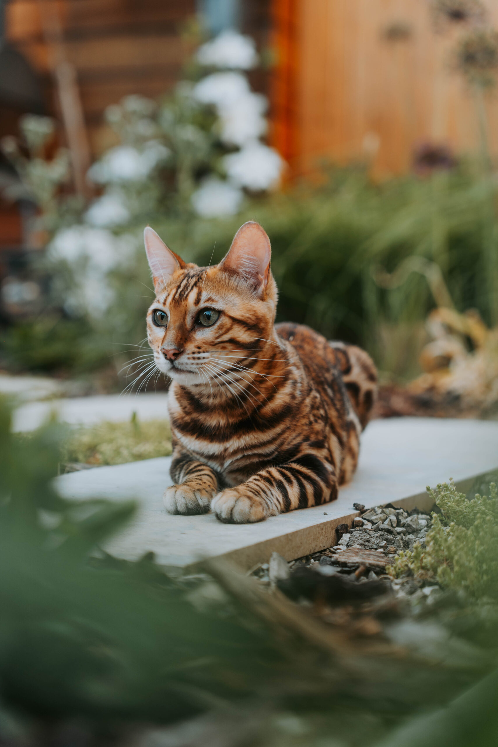 wildbeauty-bengalske-macky-chovne-macky-a-kocure-slovensko-88