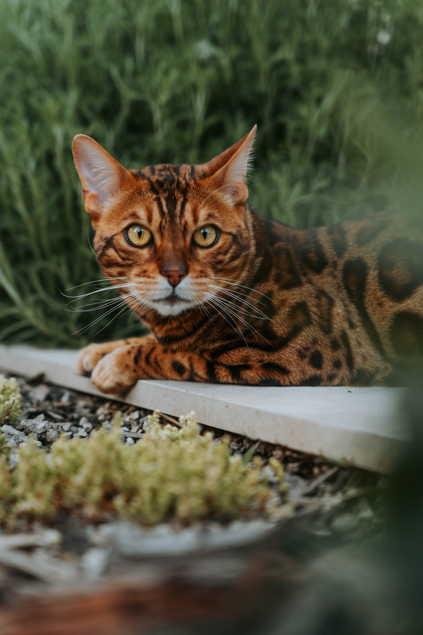wildbeauty-bengalske-macky-chovne-macky-a-kocure-slovensko-98